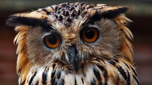 【免費個人化App】Owl HD Live Wallpaper Animals-APP點子