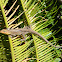lagartija - whiptail lizard