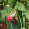 Rubus idaeus ssp. strigosus
