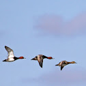 Redhead Duck