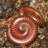 Millipedes