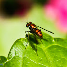 Metallic-red Long-legged Fly