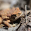 Baby American Toad