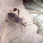 Leaf-footed Bug