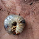 Larva escarabiode