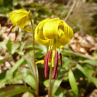 Yellow Trout Lily