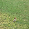 Abubilla. Hoopoe