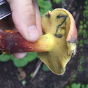Two Colored Bolete Mushroom