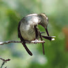 Ruby-throated Hummingbird    female