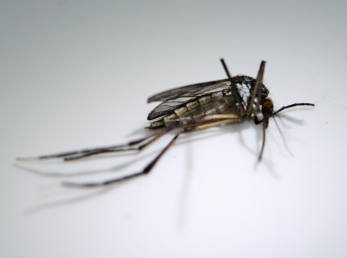 White-footed Woods Mosquito