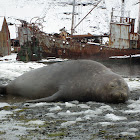 Southern Elephant Seal