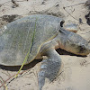 Kemp's Ridley Sea Turtle