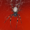 Nephilid spider