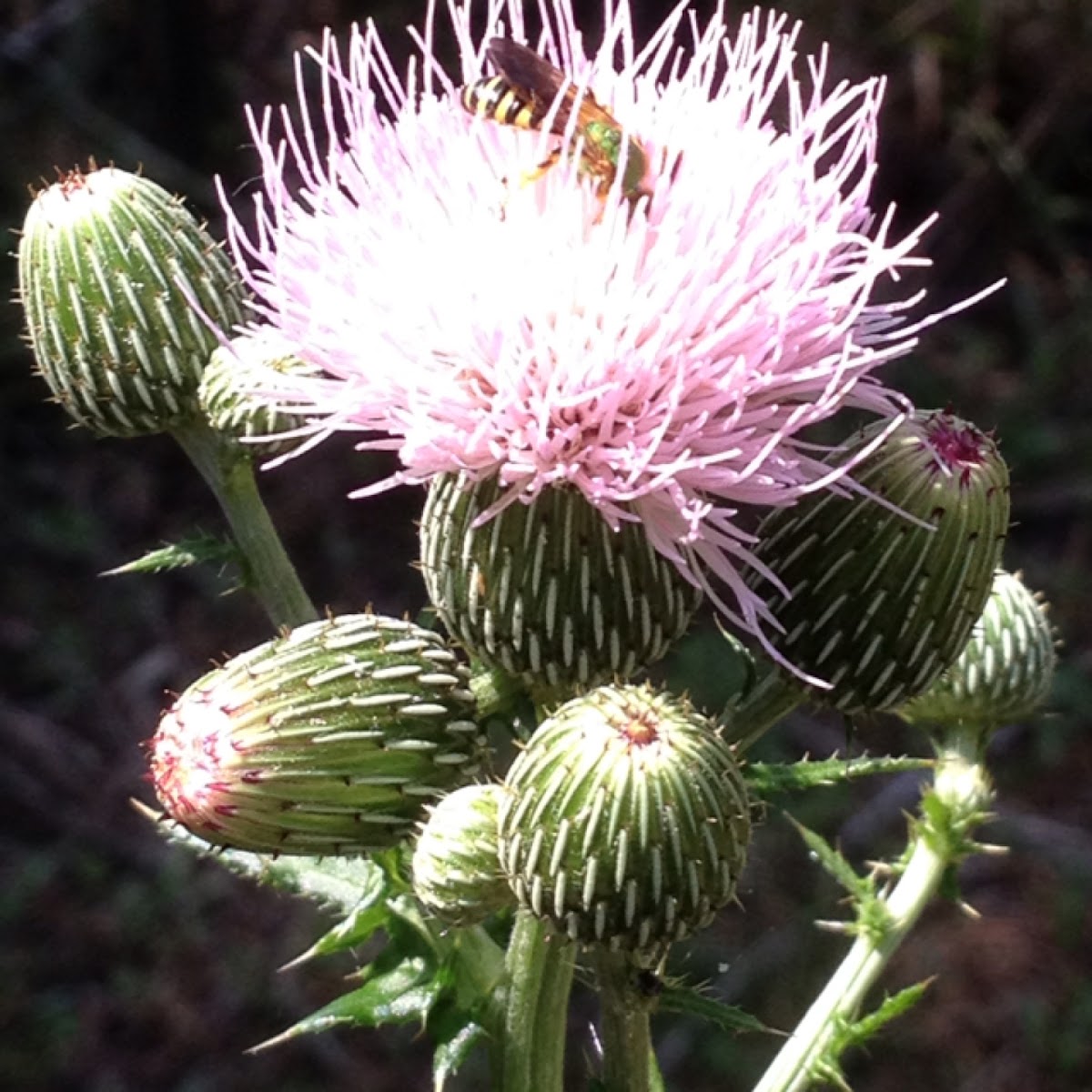 Purple Thistle