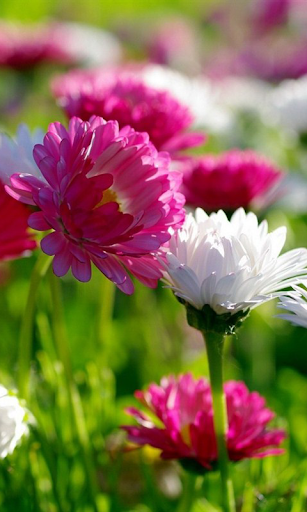 Flowers Live Wallpaper