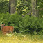 White-tailed Deer (Doe with fawn)