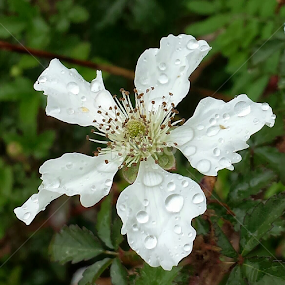 Blackberry Flower in the Rain by Shane Adams - Instagram & Mobile Android