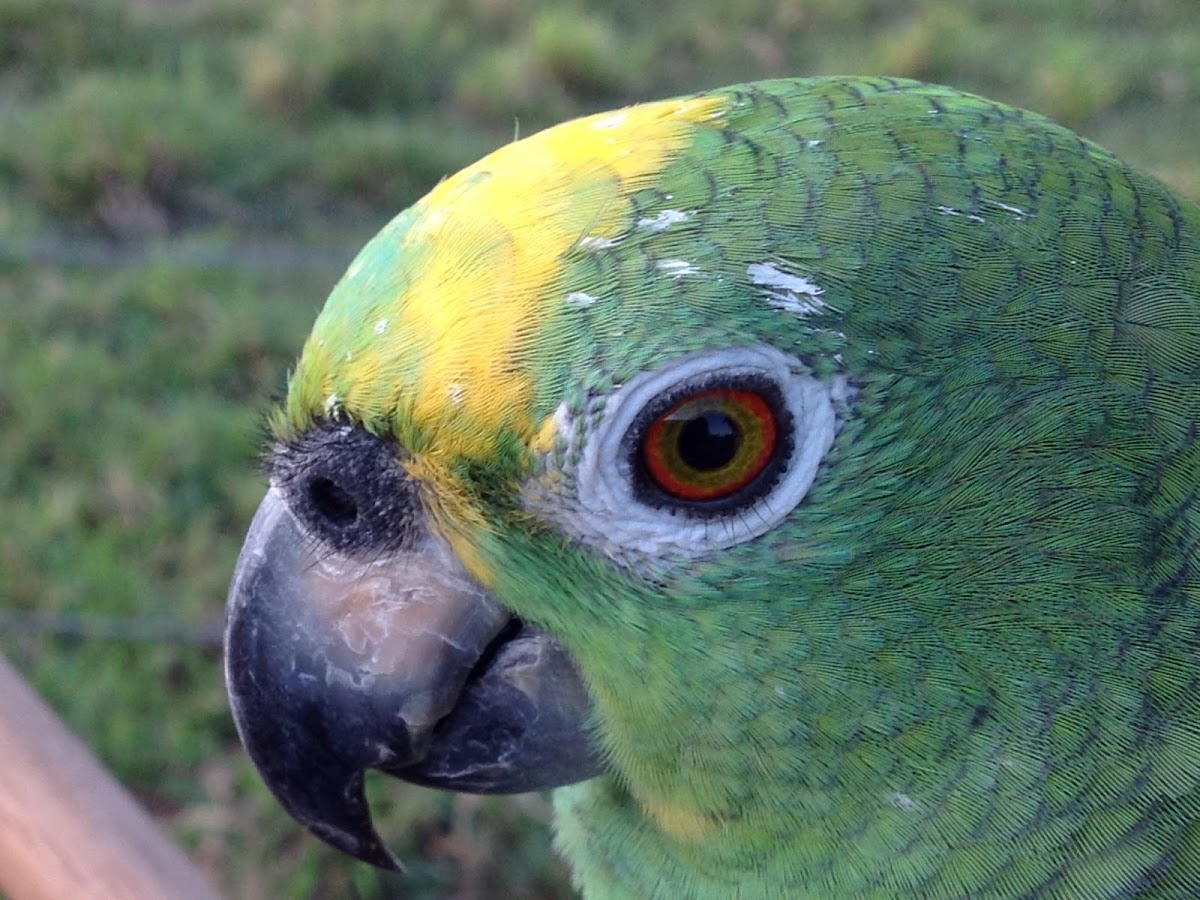 Yellow-crowned Amazon Parrot
