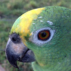 Yellow-crowned Amazon Parrot