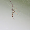 Golden orb-web spider (with dead fies)