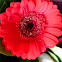 Gerbera