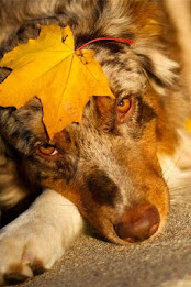 Australian Shepherd Puzzle poster 2