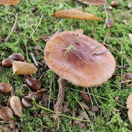 【南投】富士日本料理