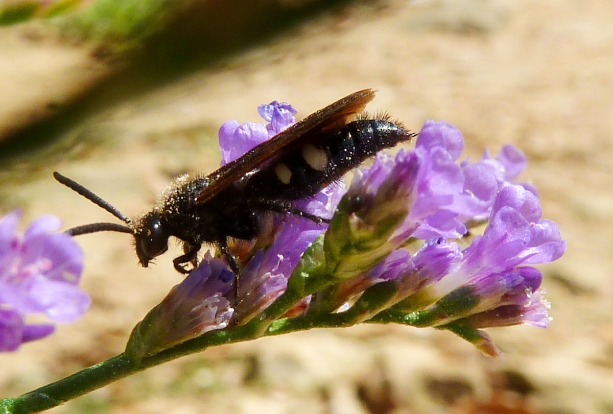 Double-banded Scolid Wasp