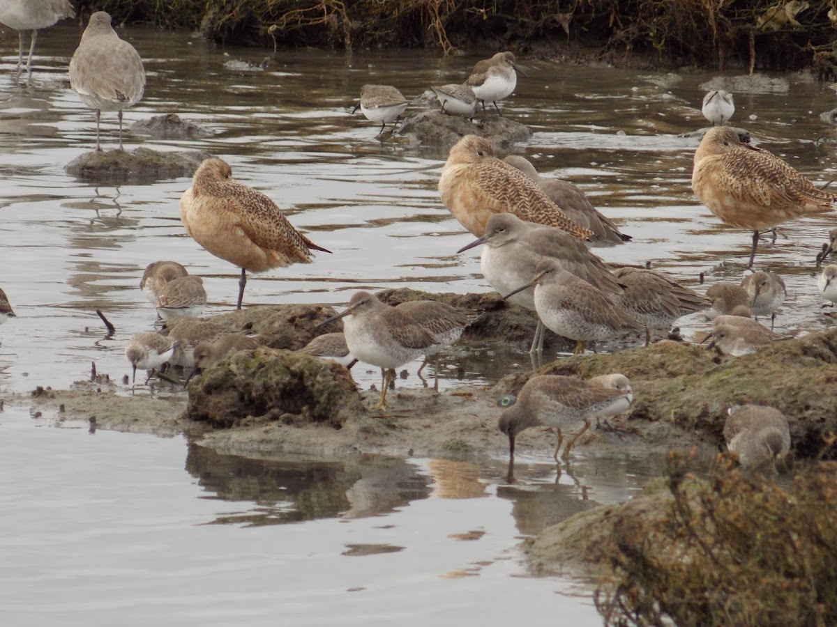 Sandpipers (variety)