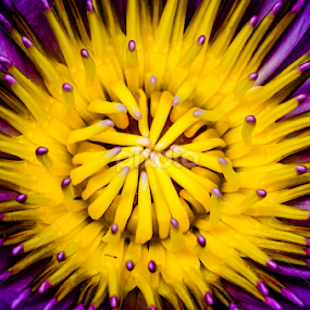 lotus flower close up by Dinal Jay - Flowers Single Flower