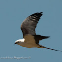 Milano tijereta (Swallow-tailed kite)