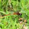 Four-spotted Pennant (female or juvenile)