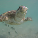 Sea Turtle