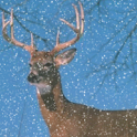 Buck Animated Snow logo