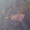 Florida Softshell Snapping Turtle