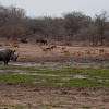 White Rhinoceros, Impala and Wildebeest