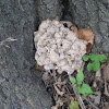 Grifola frondosa (Hen of the Woods) 2 of 2