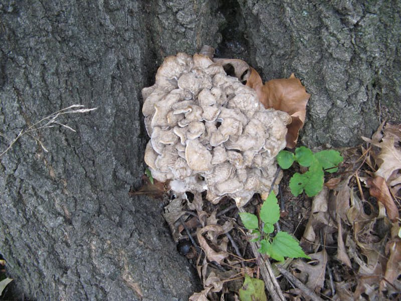 Grifola frondosa (Hen of the Woods) 2 of 2