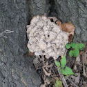 Grifola frondosa (Hen of the Woods) 2 of 2