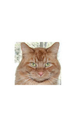 Touch the Kitty poster 1