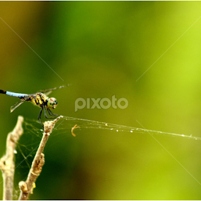 Rufous-backed Marsh Hwak by Rudra Roy Chowdhury - Animals Insects & Spiders
