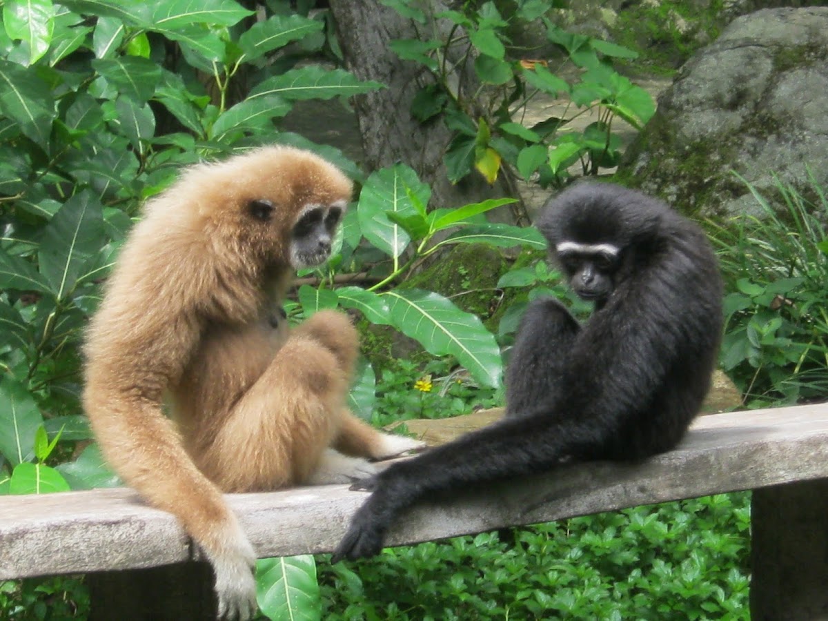 Lar Gibbon and Agile Gibbon