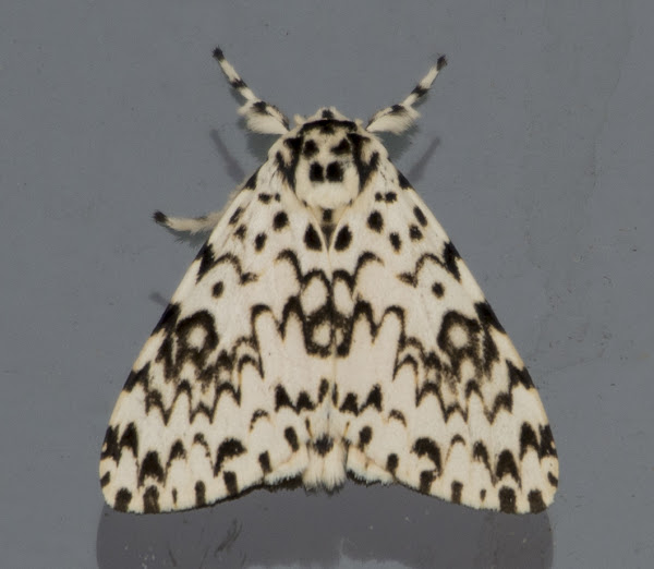 Gypsy Moth Project Noah