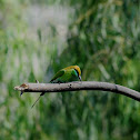 GREEN BEE EATER