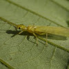 Green Stonefly