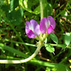 Vetch Weed