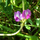 Vetch Weed