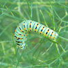 Old World Swallowtail caterpillar (κάμπια Μαχάωνα)