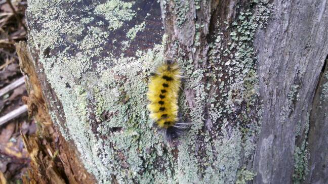 Spotted tussock moth caterpillar 