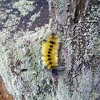 Spotted tussock moth caterpillar 